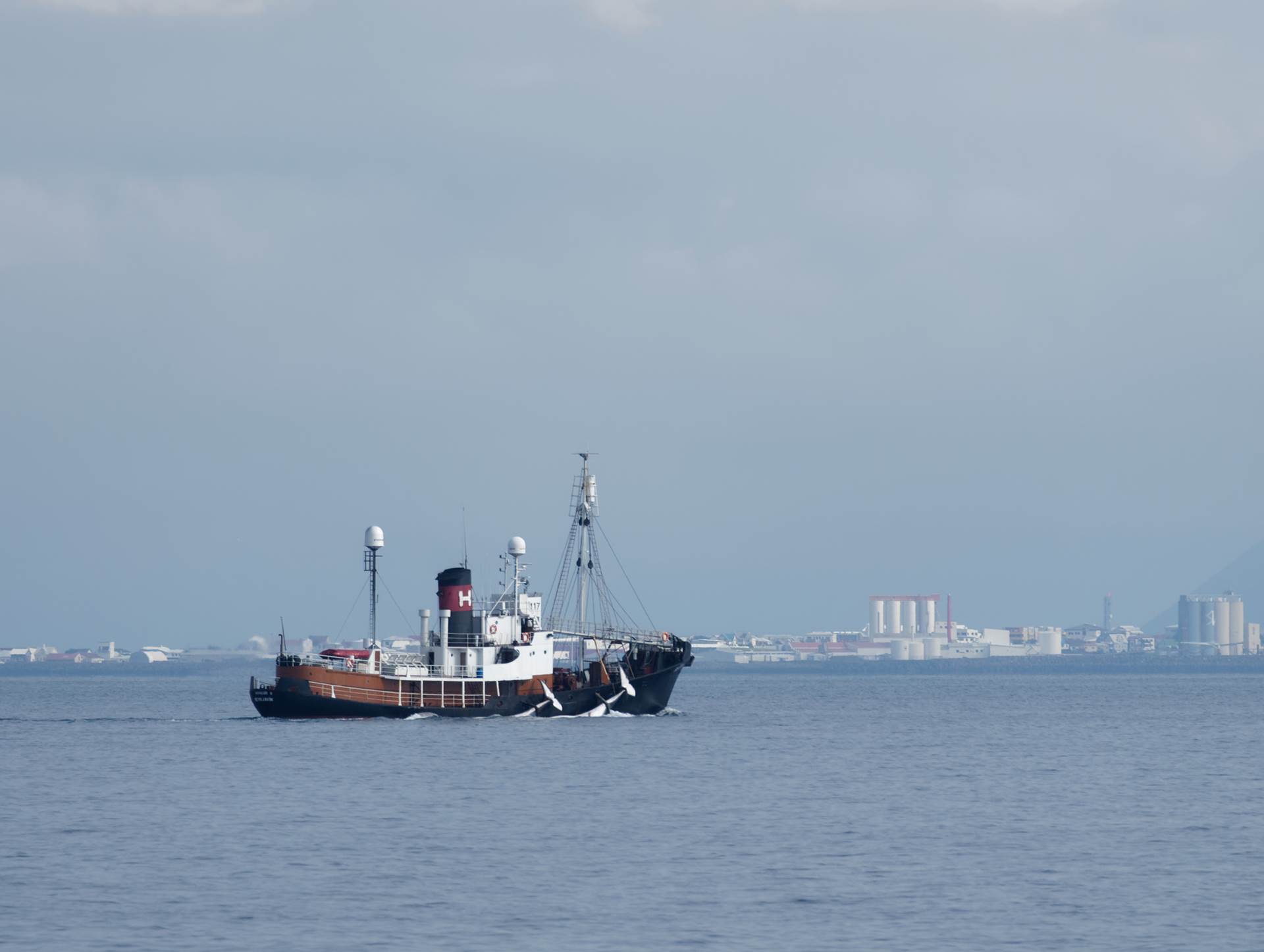 Licences for hunting of fin whales and minke whales issued  - mynd